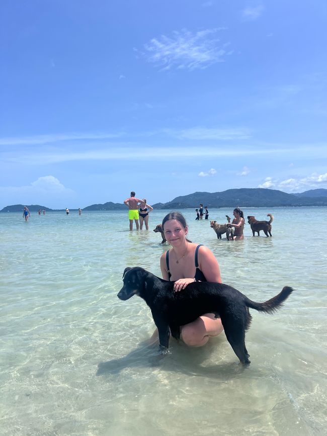 Schweine Insel (Koh samui) 