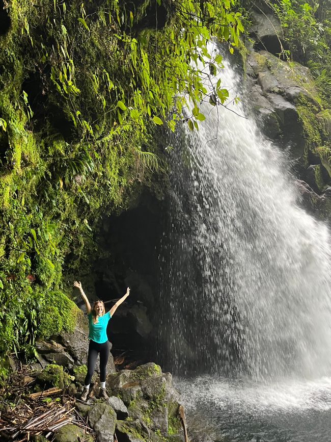 Jungle & Waterfall