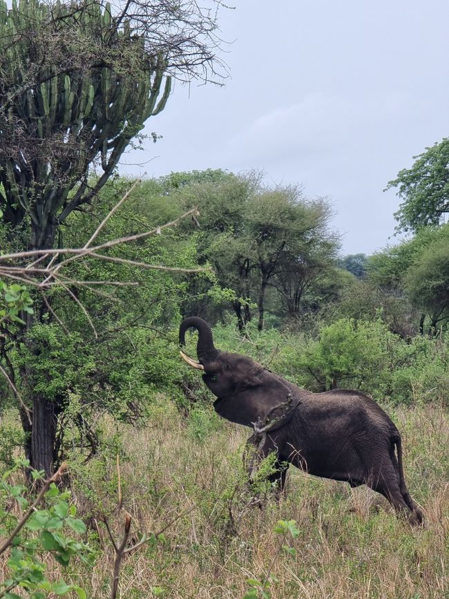 Tansania - Tag 2: Tarangire Nationalpark