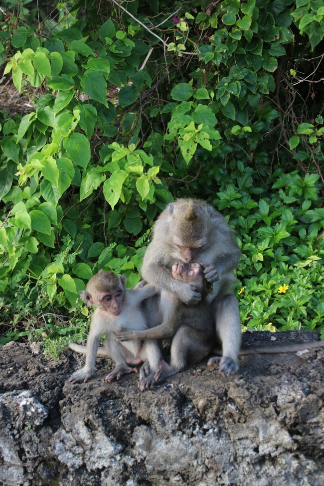 Day 11: Ubud and the Southern Tip of Bali