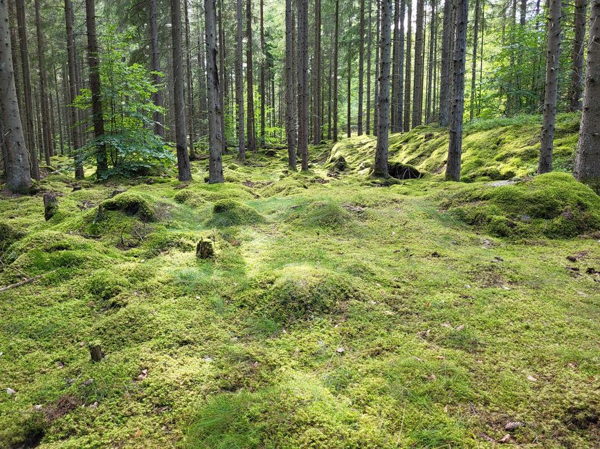 Randonnée Trollberget - Parc national d'Åsnen 