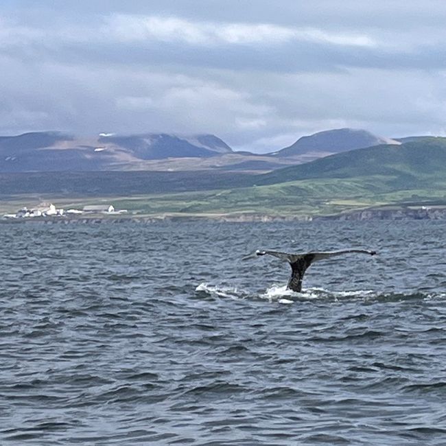 Whale Watching Husavik