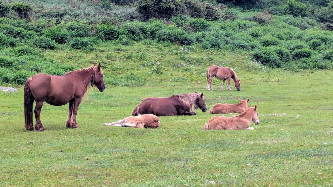 12. Etappe Camino del Norte von Pendueles nach Barro