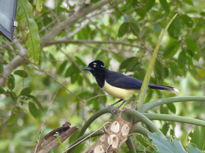 Refugio Canaa Brasil