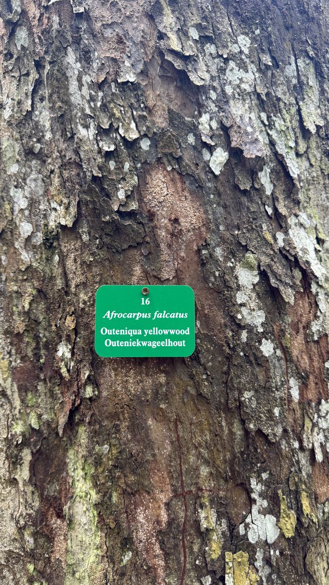 Big Trees nel Parco Nazionale di Tsitsikamma