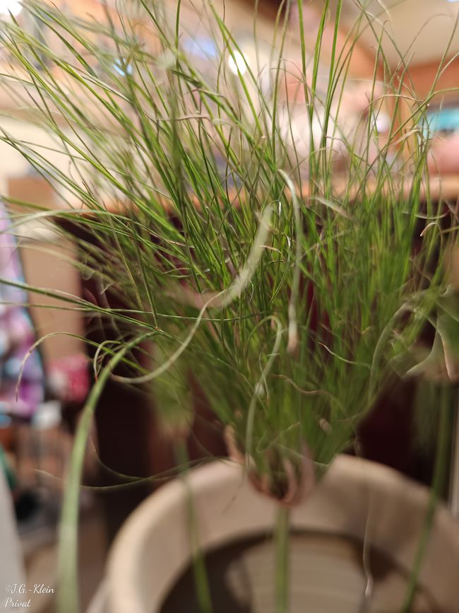 Sakkara, Memphis, Kairo
Tag 3