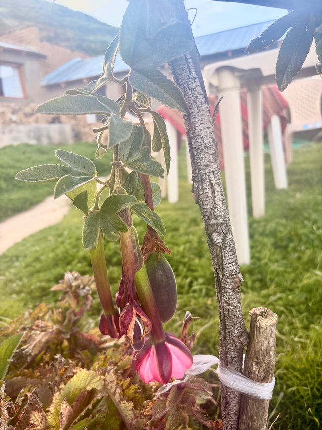 Passiflora tarminiana - schmeckt Maracuja, aber ist viel saurer