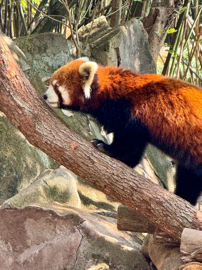 Part 2: Xi'an and Chengdu 🐼