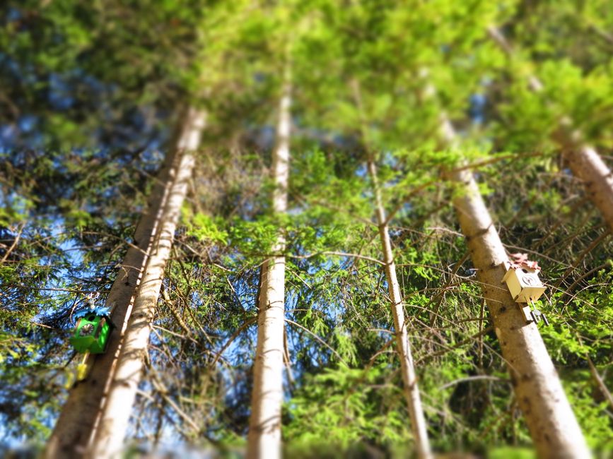 Da hat sich jeman echt Mühe gegeben, der Wald ist voller Kuckucksuhren:-))