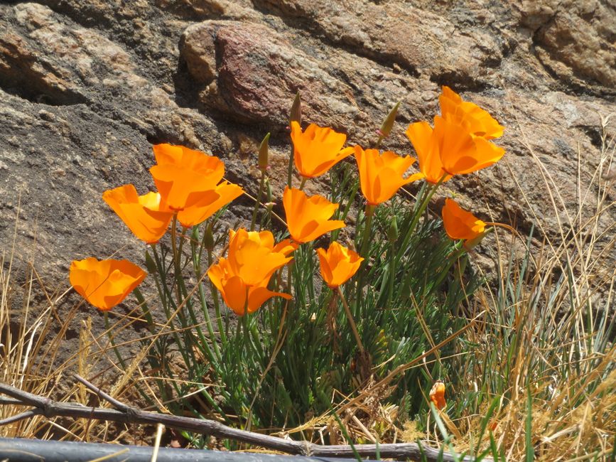 Mehr Mohn