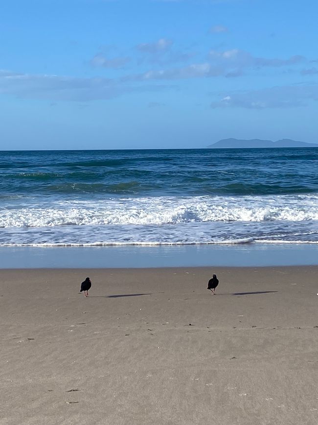Coromandel loop