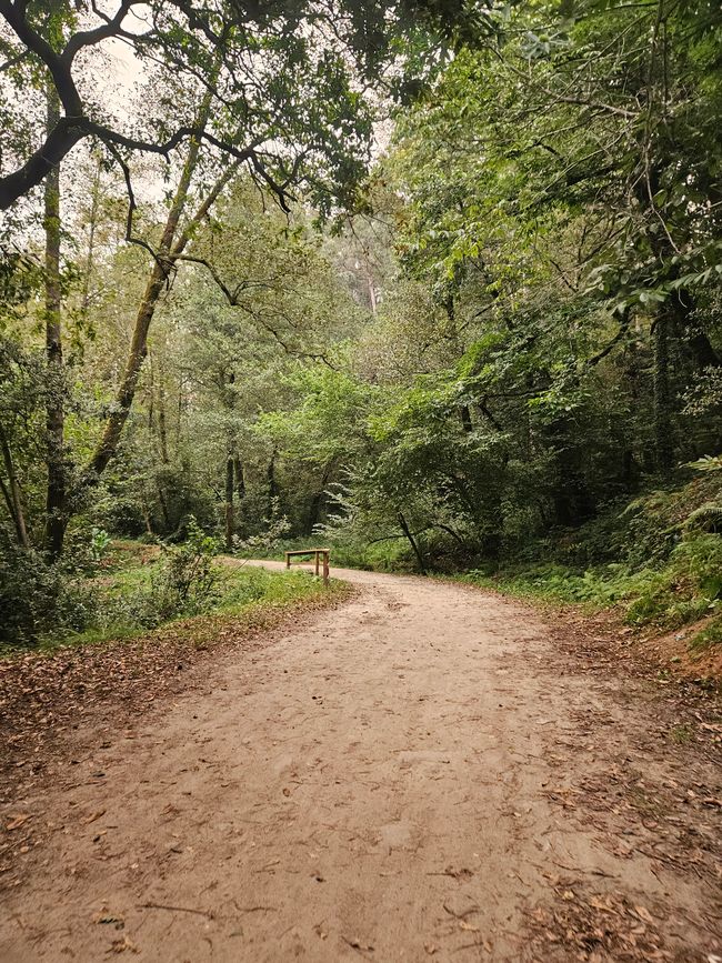 Heute ging es viel durch den Wald