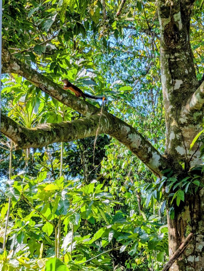 Sarapiquí