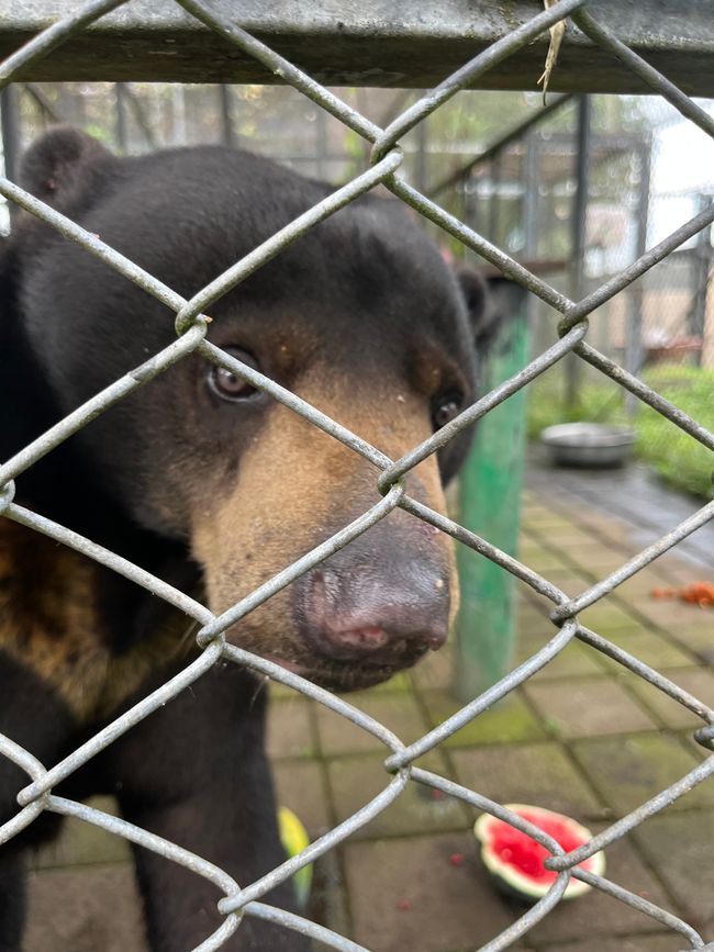 Balou the bear