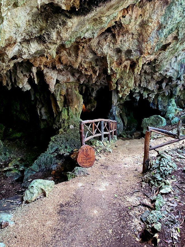 Turtles and Cenotes