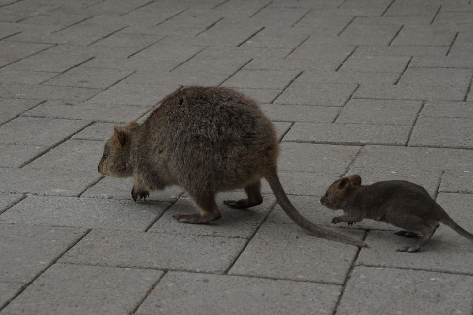 Rottnest Island - Quokkas