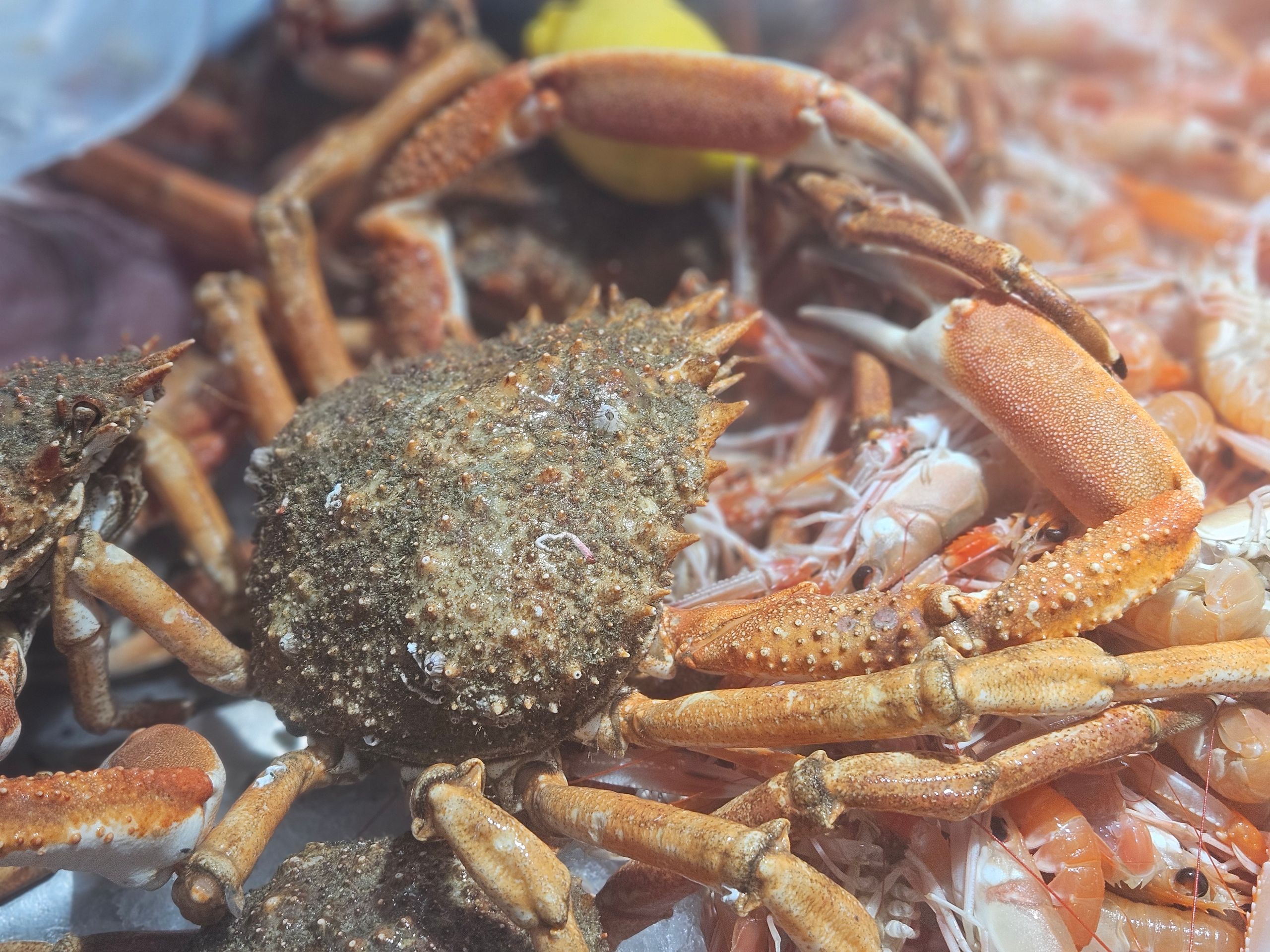 Une sorte de crabe nébuleux