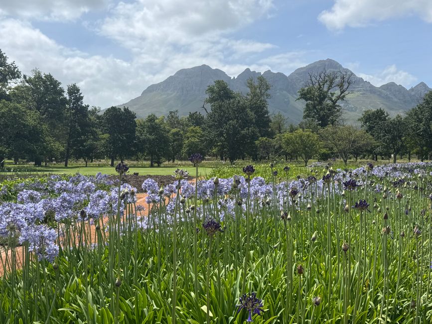Afrique du Sud - Somerset West