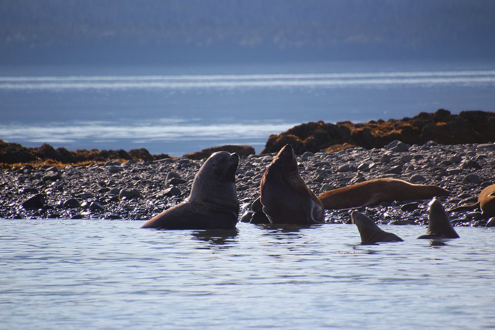 Tag 24: Trip nach Juneau: Wale, Gletscherausbruch & 16.000 Touristen