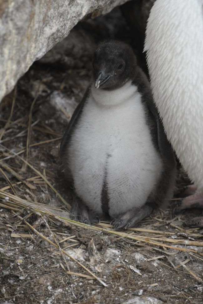 Felsenpinguin / Rockhopper penguin