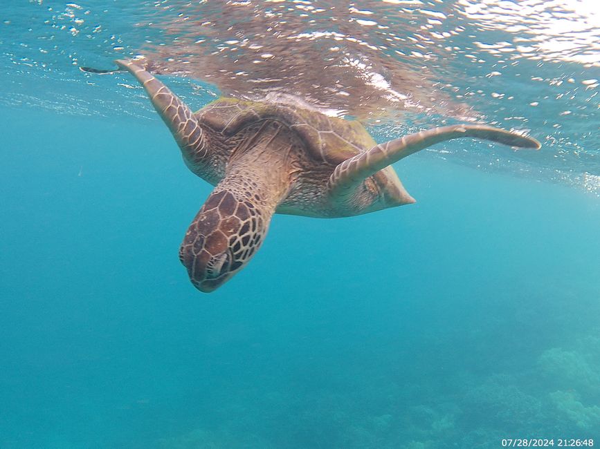 Tag 27, 21. Mai, Great Barrier Reef