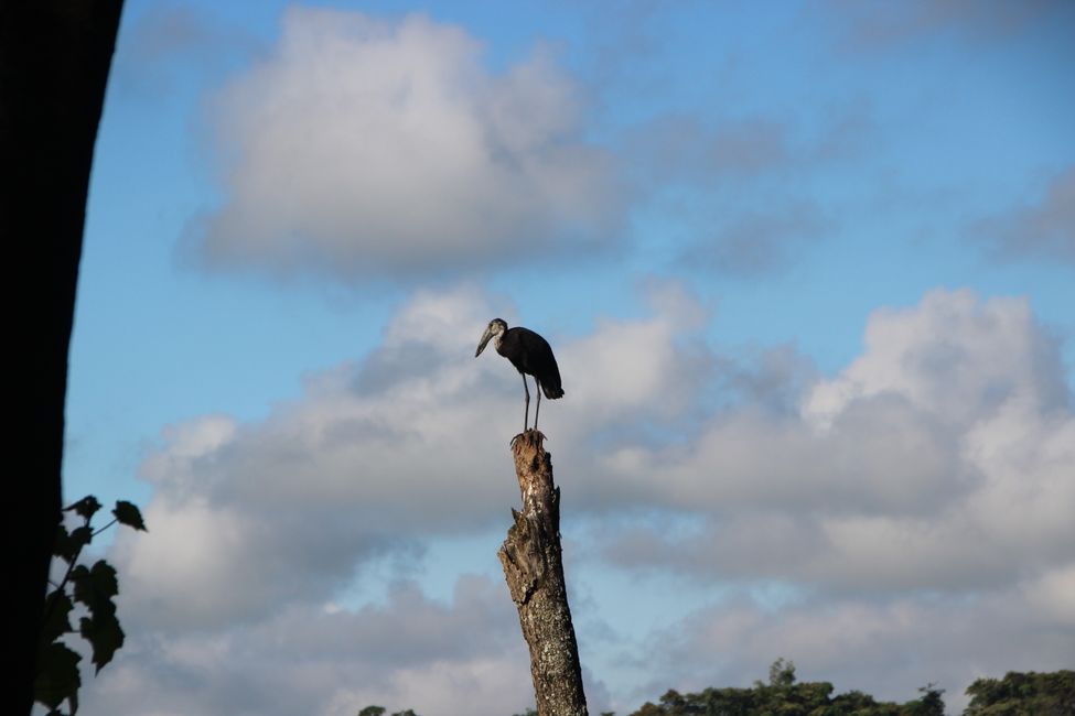 Stork - more precisely: a gaping beak
