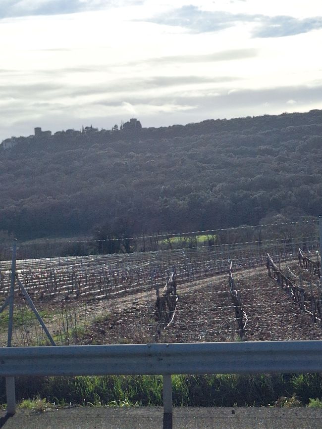Die ersten Weinberge