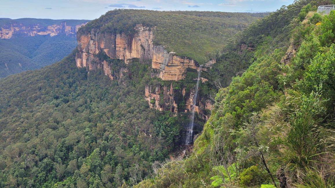 Blue Mountains – Eukalyptusbäume locken nicht nur Koalas an
