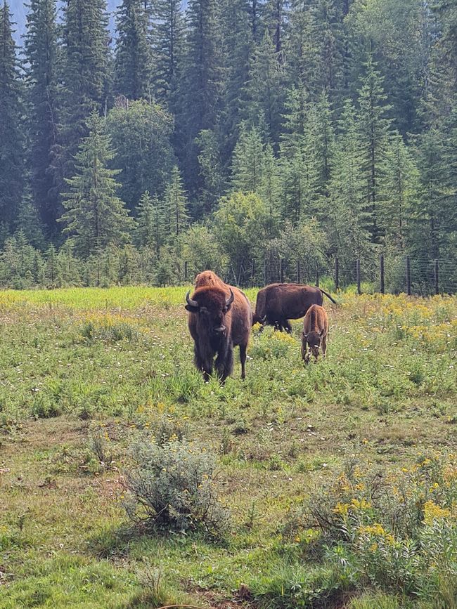 Golden 2 - Bison Tour and Rafting