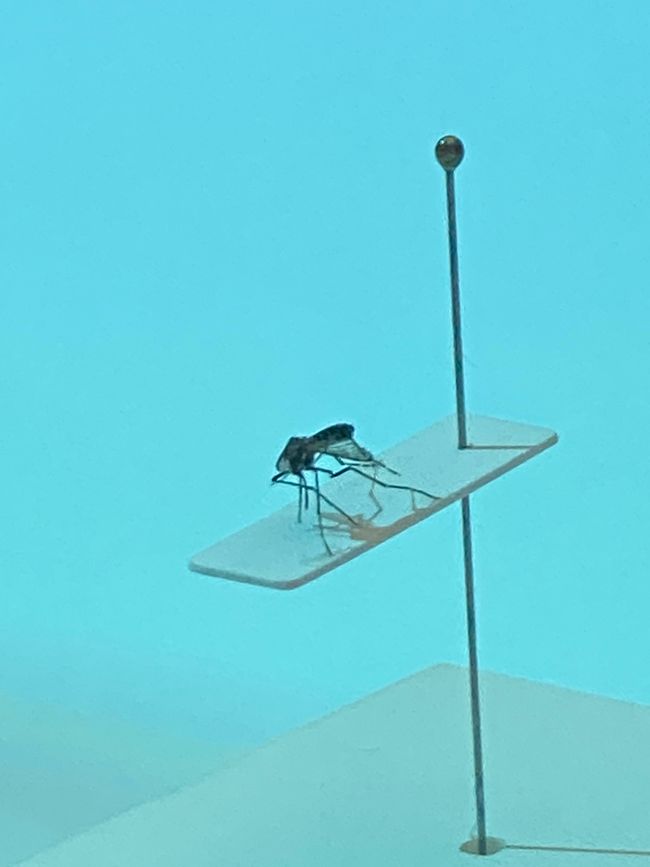 Die Tigermücke - winzig klein