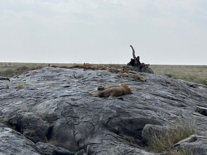 Serengeti Parte 1 - El sueño de los felinos