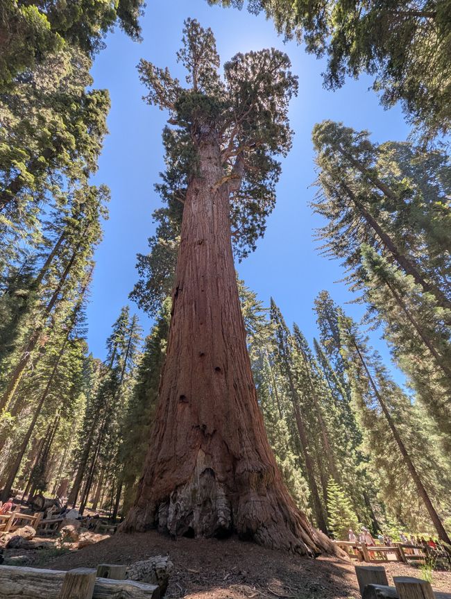 Der "General Sherman" schlappe 2200 Jahre alt 