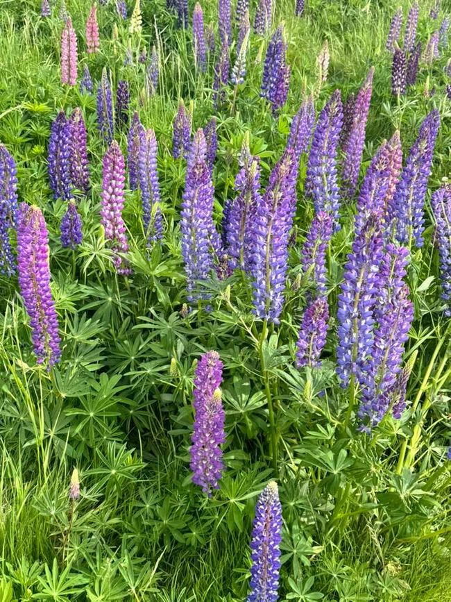 W eeds, also known as undergrowth, are simply plants that grow in places where humans do not want them to grow, usually fields, pastures, orchards and gardens.