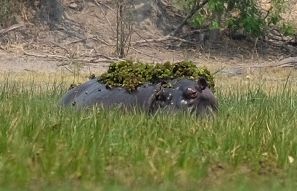 Dusty, Bumpy, Wobbly, von Maun zum Greater Moreni Park