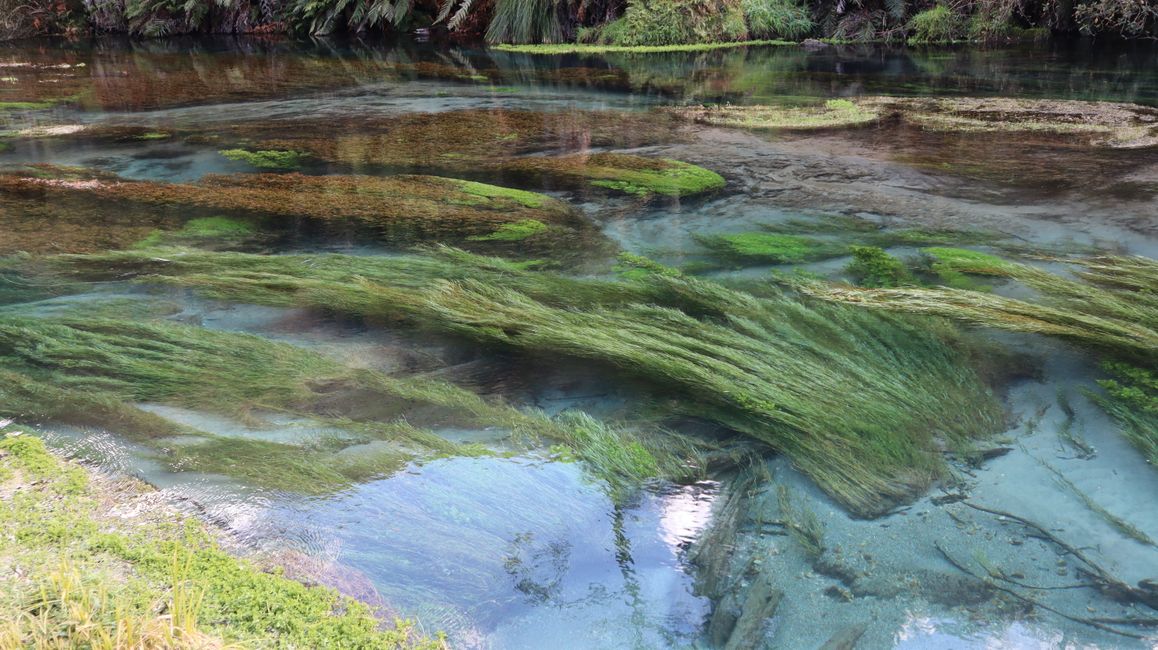 Putaruru Blue Spings Park