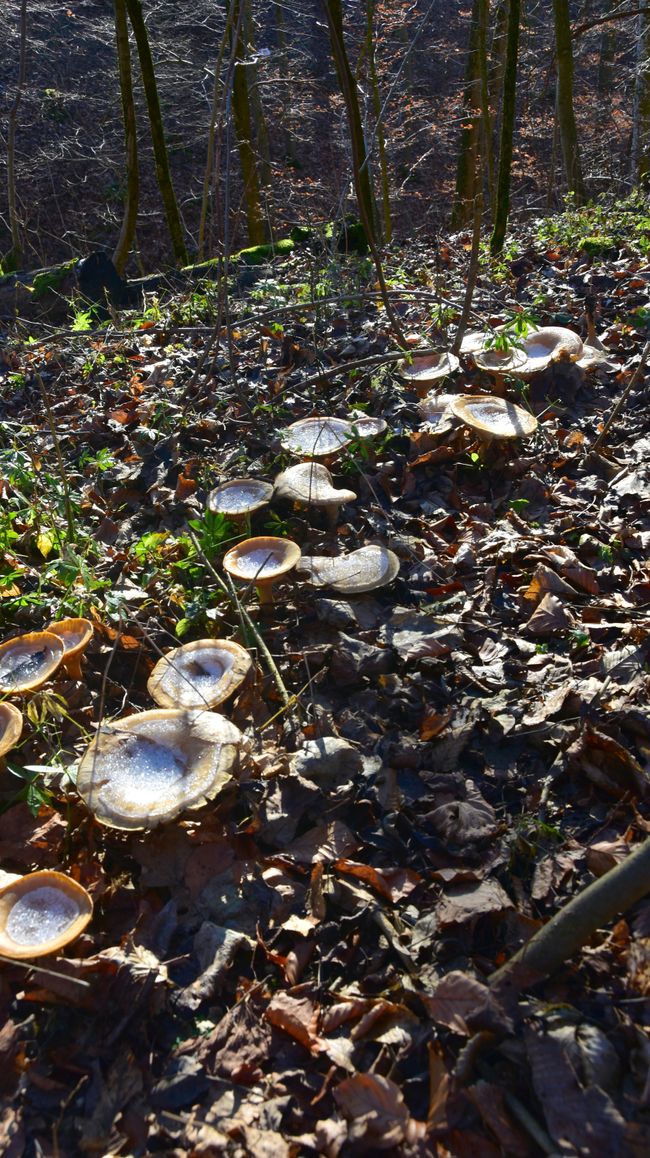 R E I T E R L E S   K A P E L L E - Wallfahrt, Legende und Wanderparadies