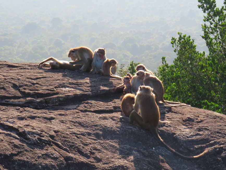 Sigiriya - Pidarungala Rock e Lions Rock
