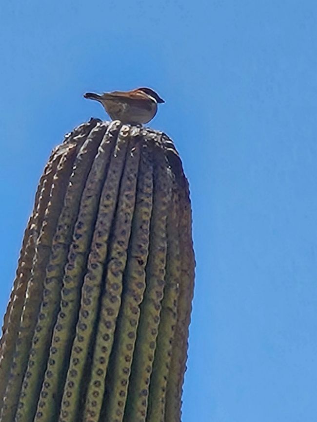 En el Museo del Desierto Arizona-Sonora