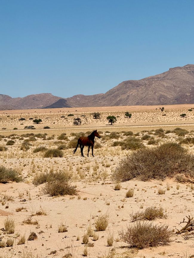 Chevaux sauvages 🐎/ Wild horses 🐎