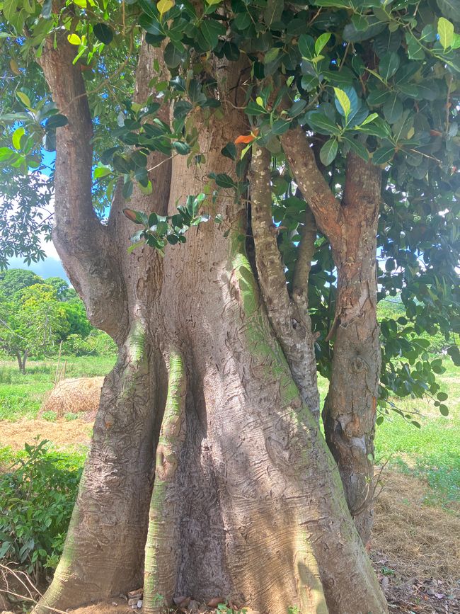Paraíso insular Nosy Be