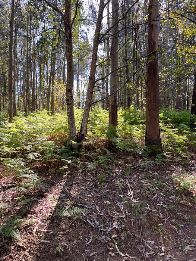 Fene di Neda-Pontedeume