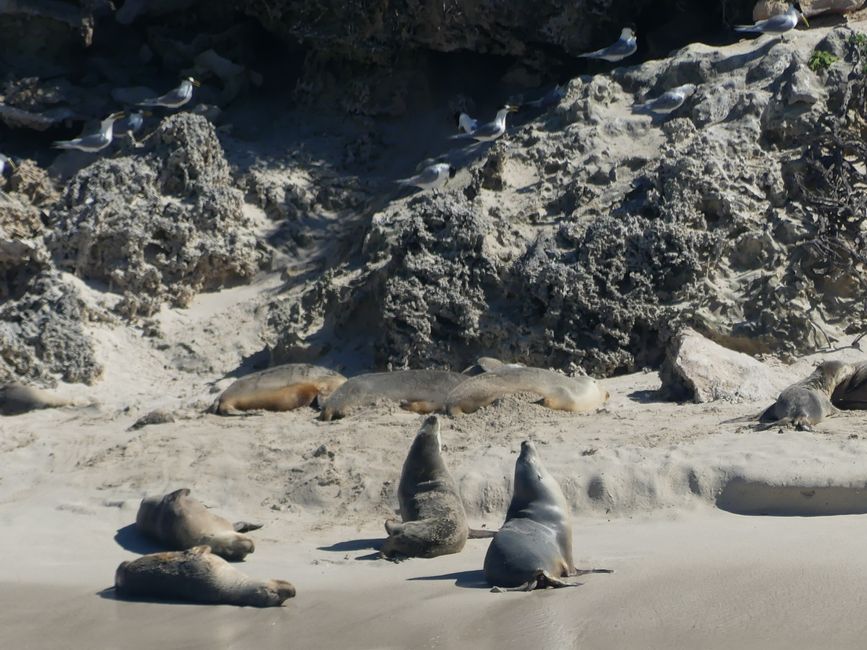 La colonia de leones marinos a lo lejos en una isla