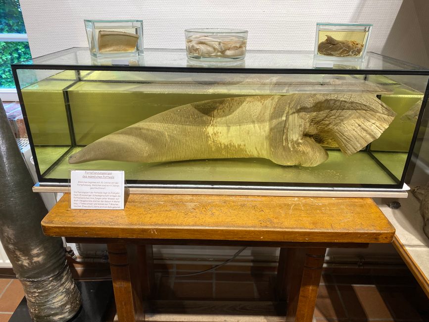 Organe génital d'une baleine