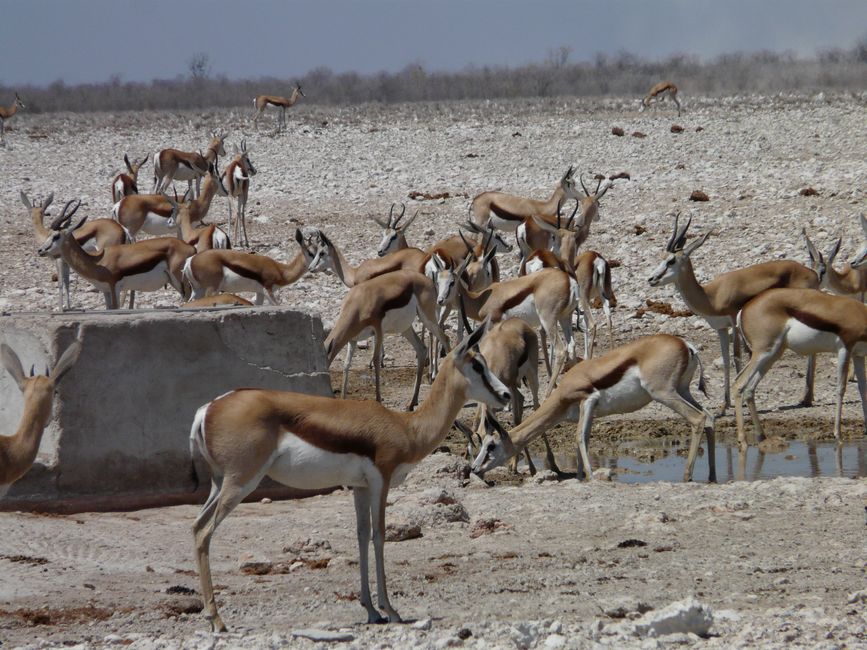 2. Etiqueta: Parque Nacional Etosha