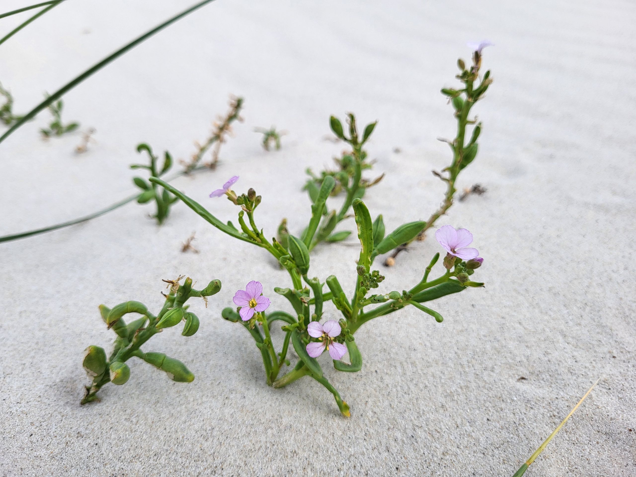 Dunes sur Amrum