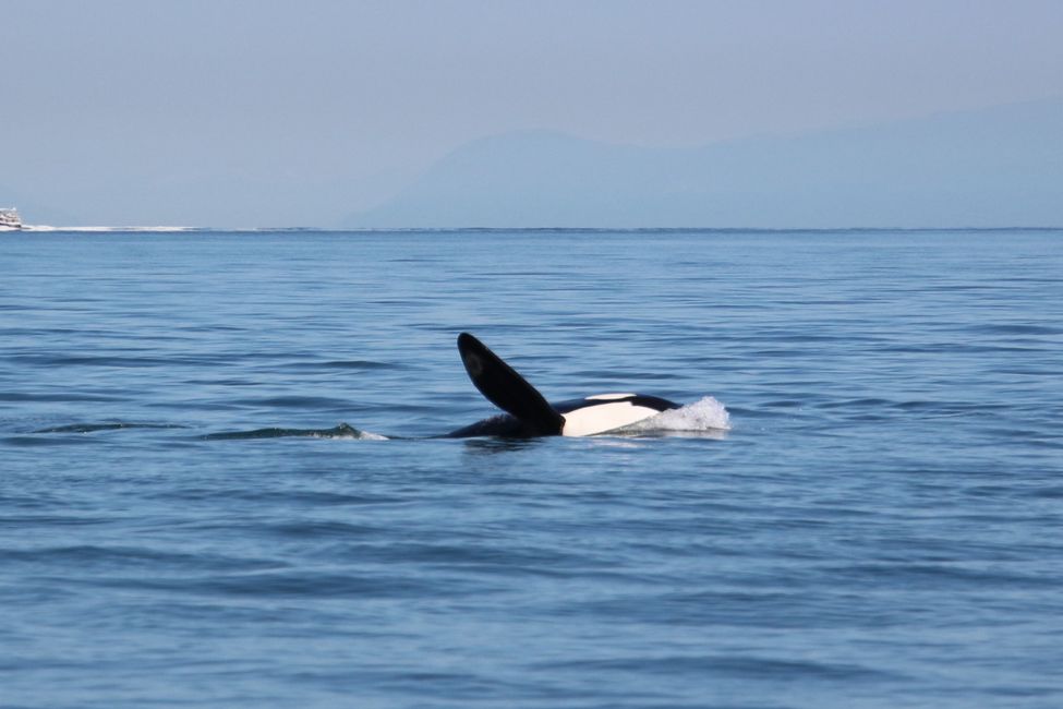 Observación de ballenas Eagle Wing