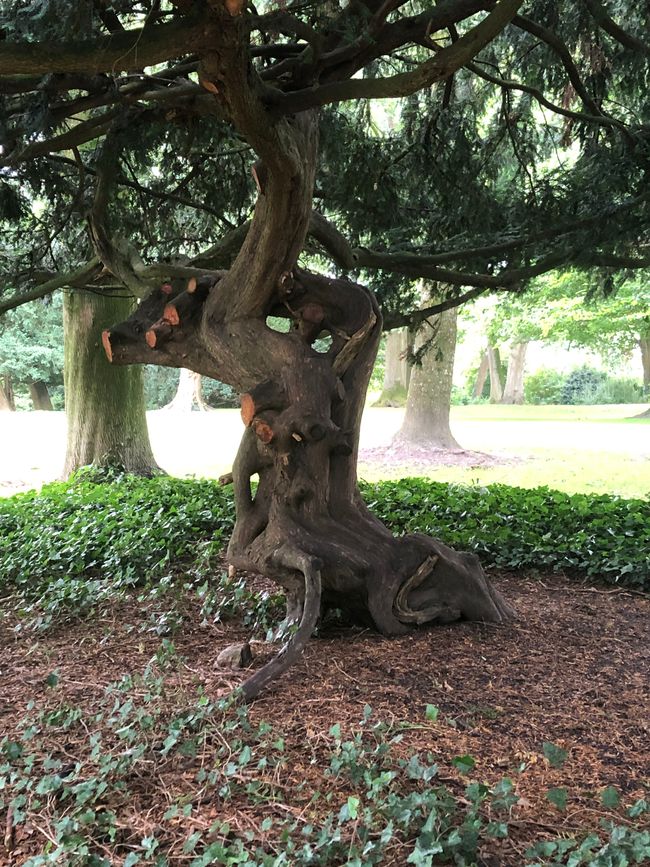 Wunderschöner Baum im Schlossgarten