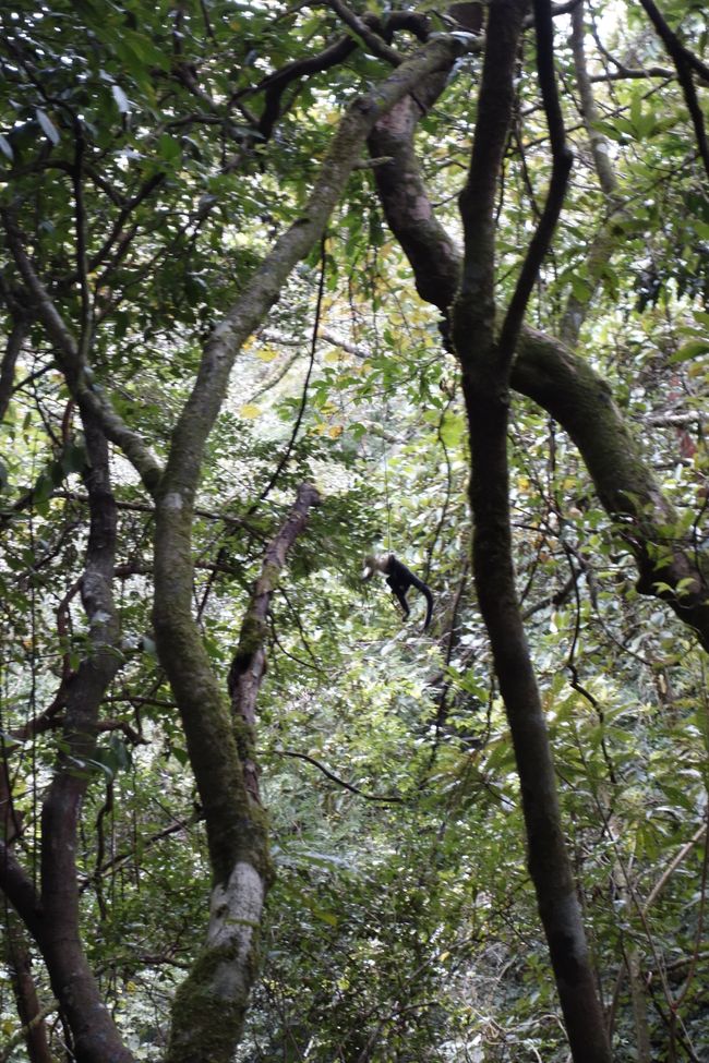 Tout en haut des montagnes : la forêt de nuages de Monteverde