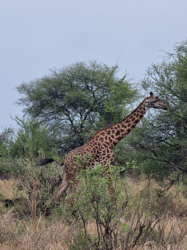 Tansania - Tag 2: Tarangire Nationalpark