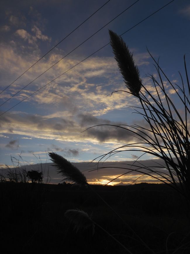 2025-04-15 Dargaville